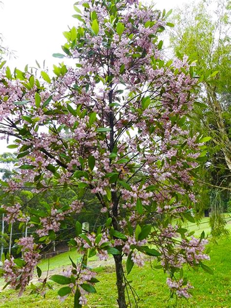 blueberry ash tree elaeocarpus reticulatus.